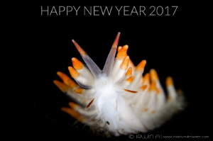 HAPPY NEW YEAR 2017
Nudibranch (Cuthona sp.)
Tulamben, ... by Irwin Ang 